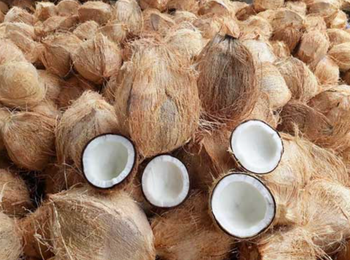 Semi-Husked Coconut - ABI AGRO EXPORTS - India